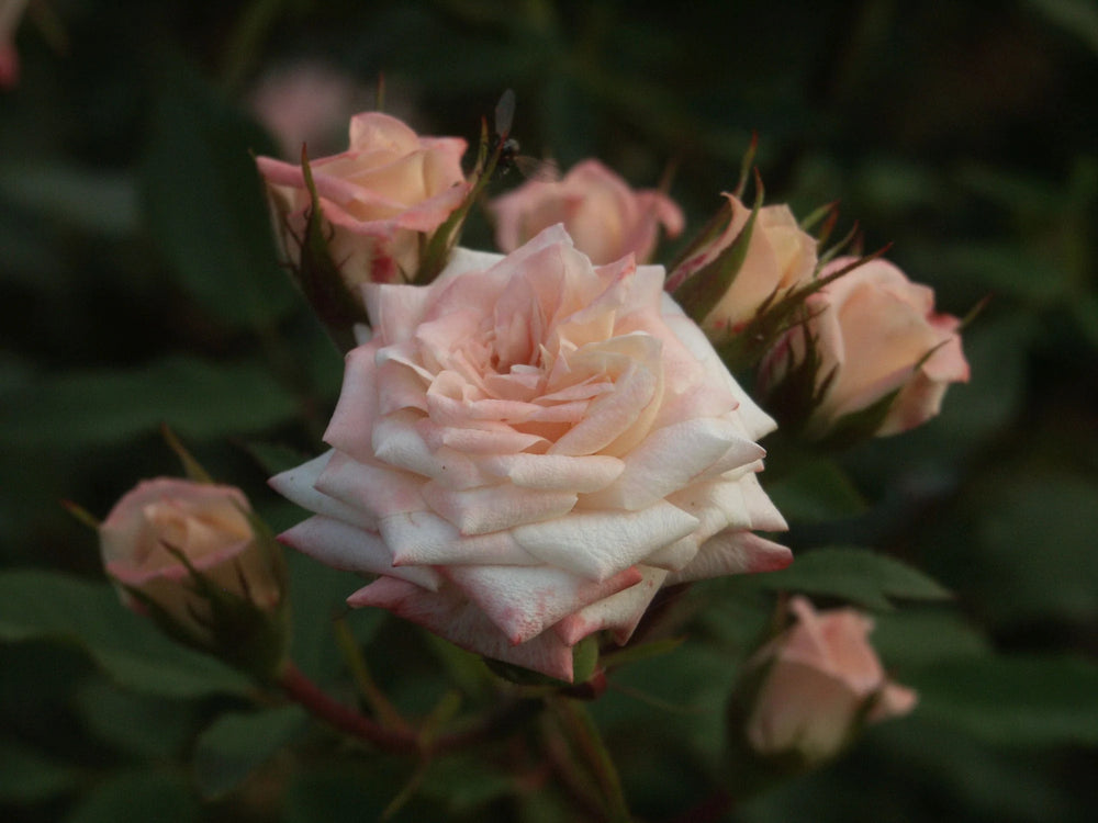 The layered centre of a pink rose