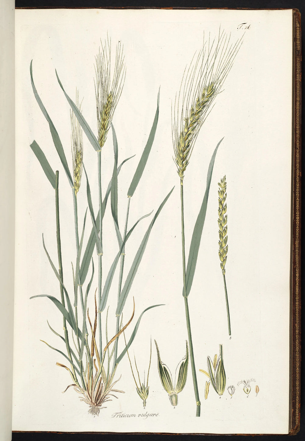 A study of wheat