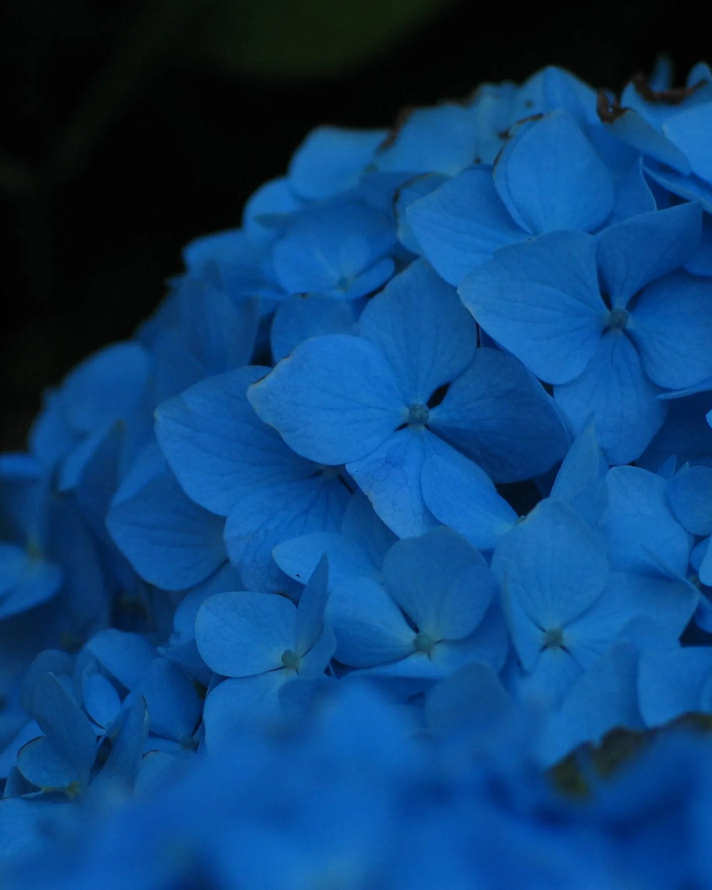 Blue hydrangea in close view
