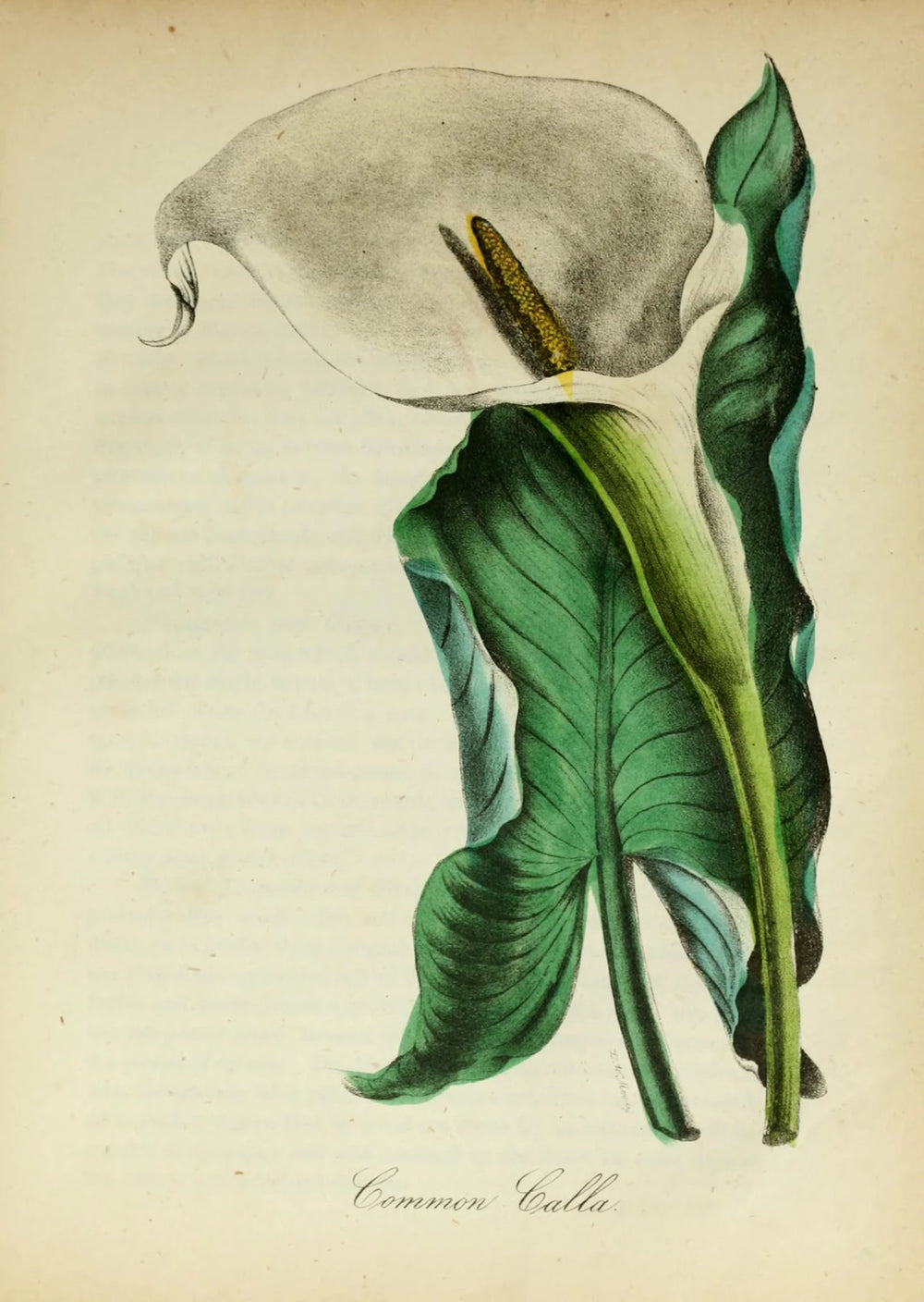 The calla's rising fold