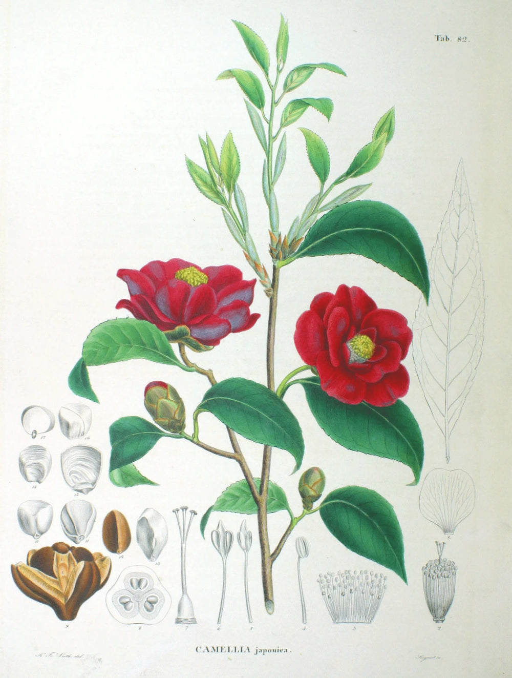 Camellia in layered bloom