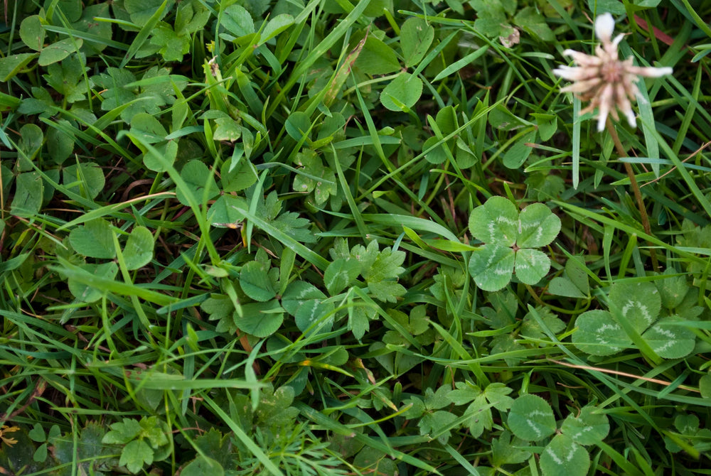 A four-leaf pause