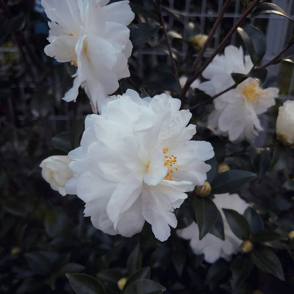 White Camellias in a Garden