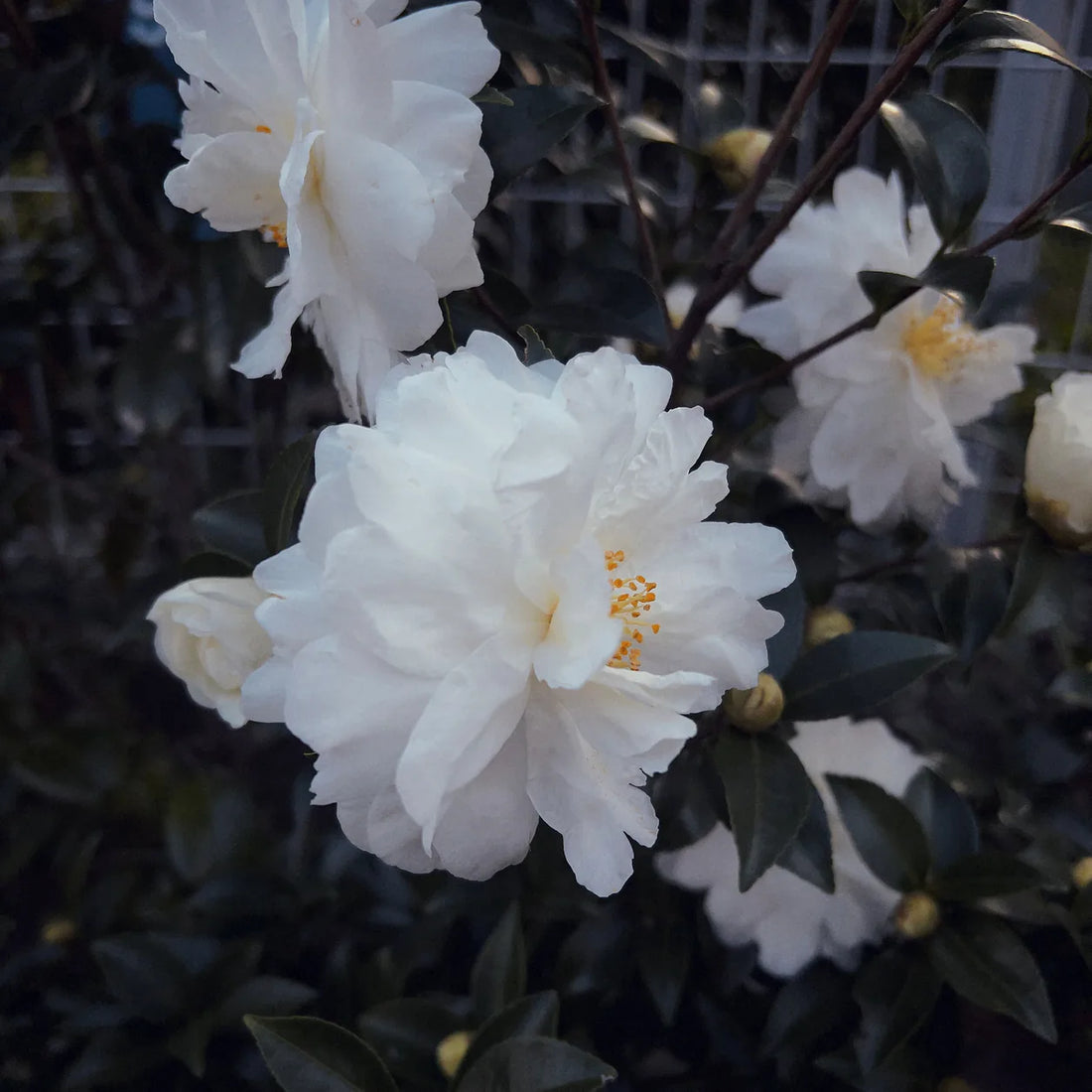 White Camellias in a Garden