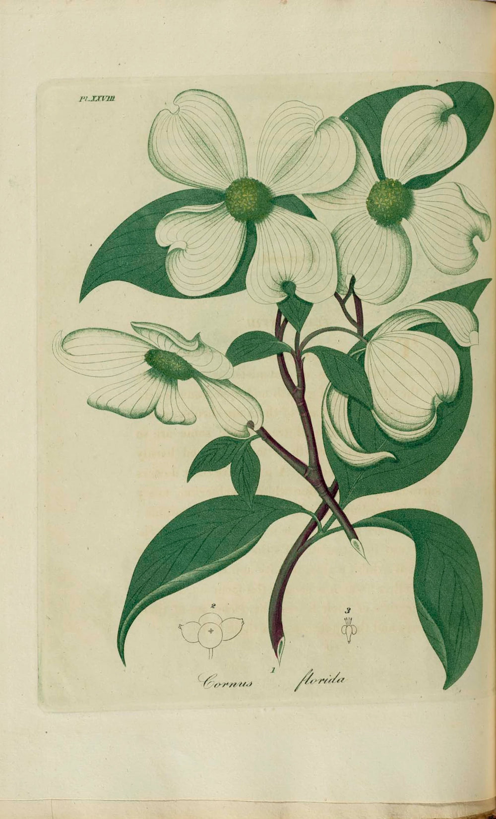 Four pale bracts
