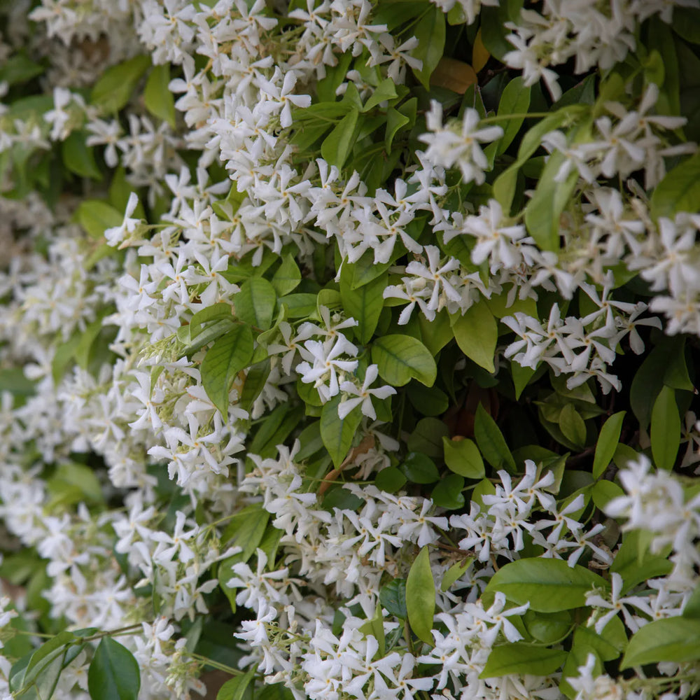 Star Jasmine on a Wall