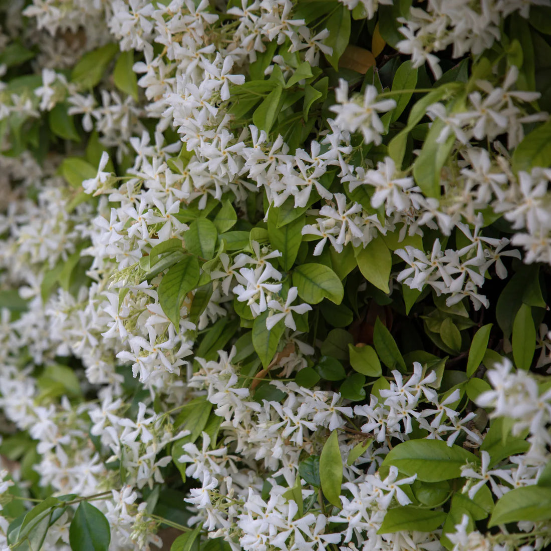 Star Jasmine on a Wall