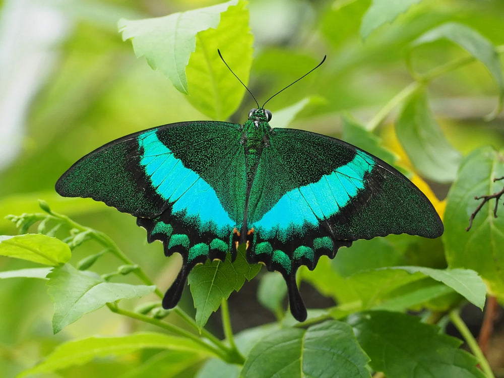 Emerald swallowtail