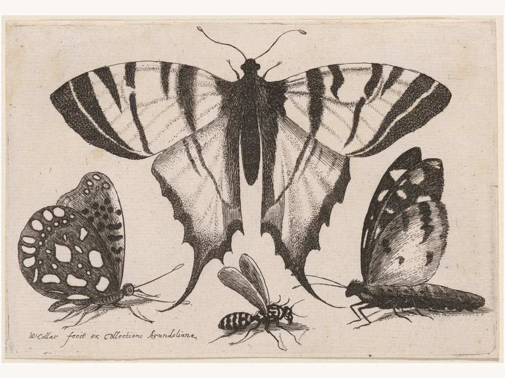 A butterfly in an etched study