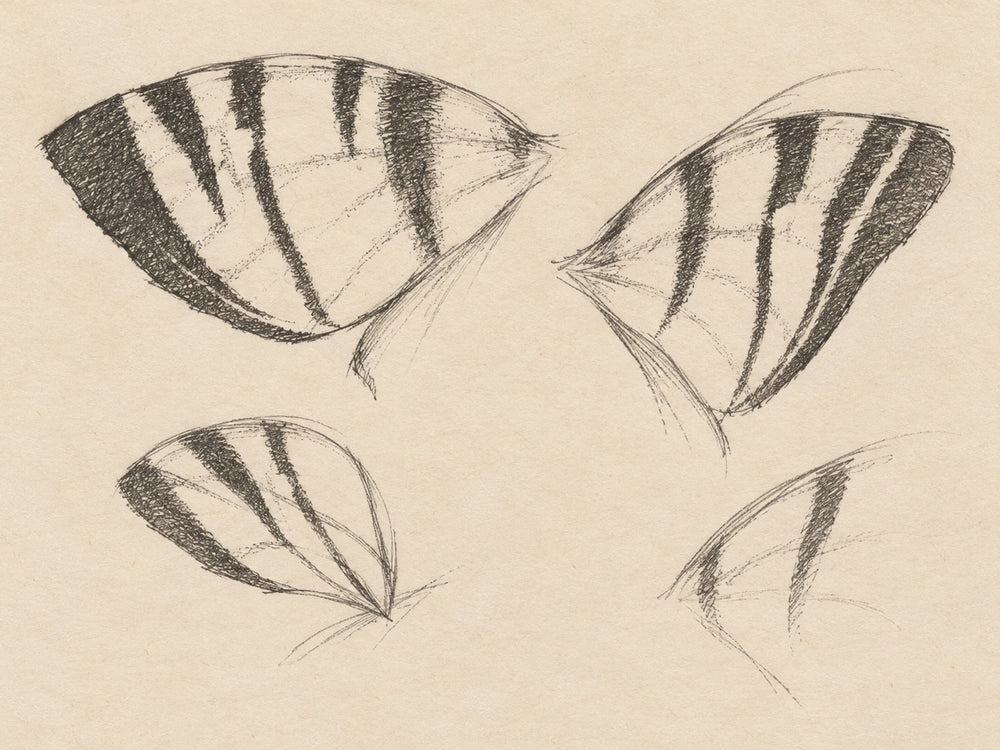 Wings reduced to lines
