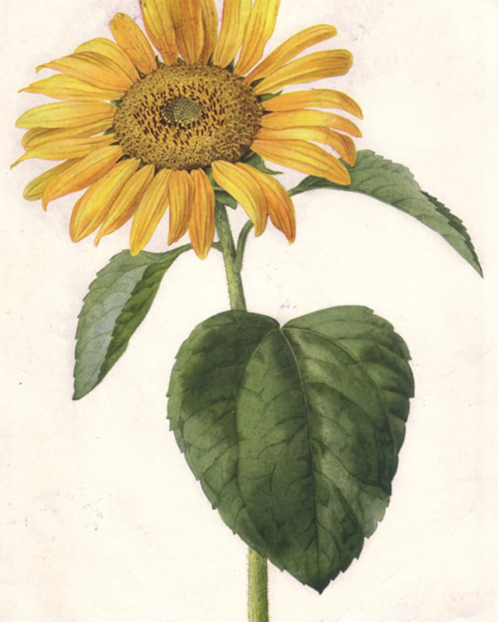 A sunflower in print