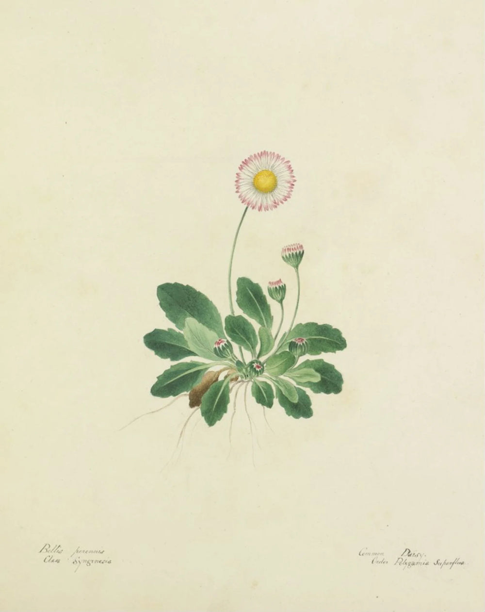 The everyday daisy