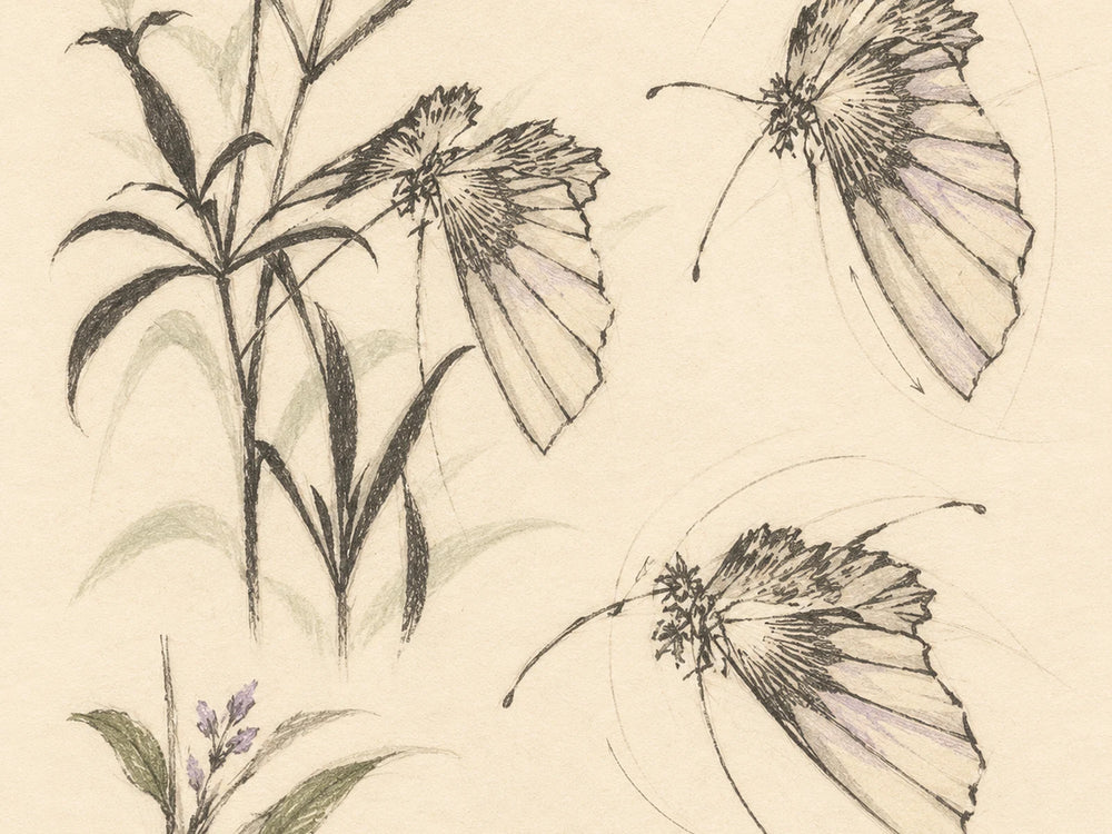 Wing contours and botanical rhythms