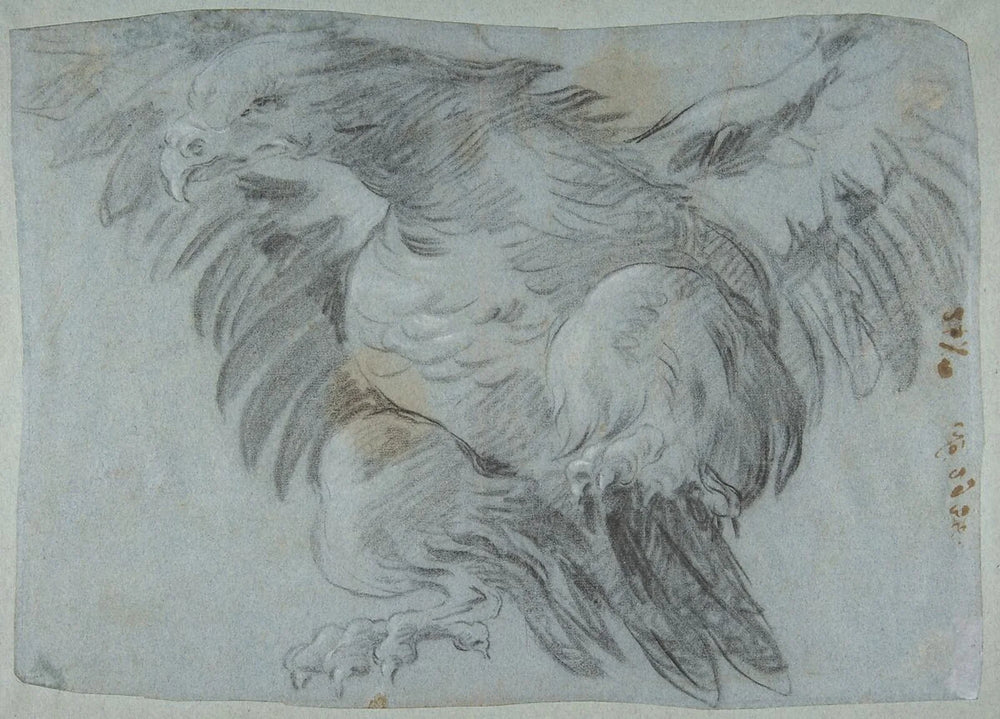 An eagle observed in charcoal