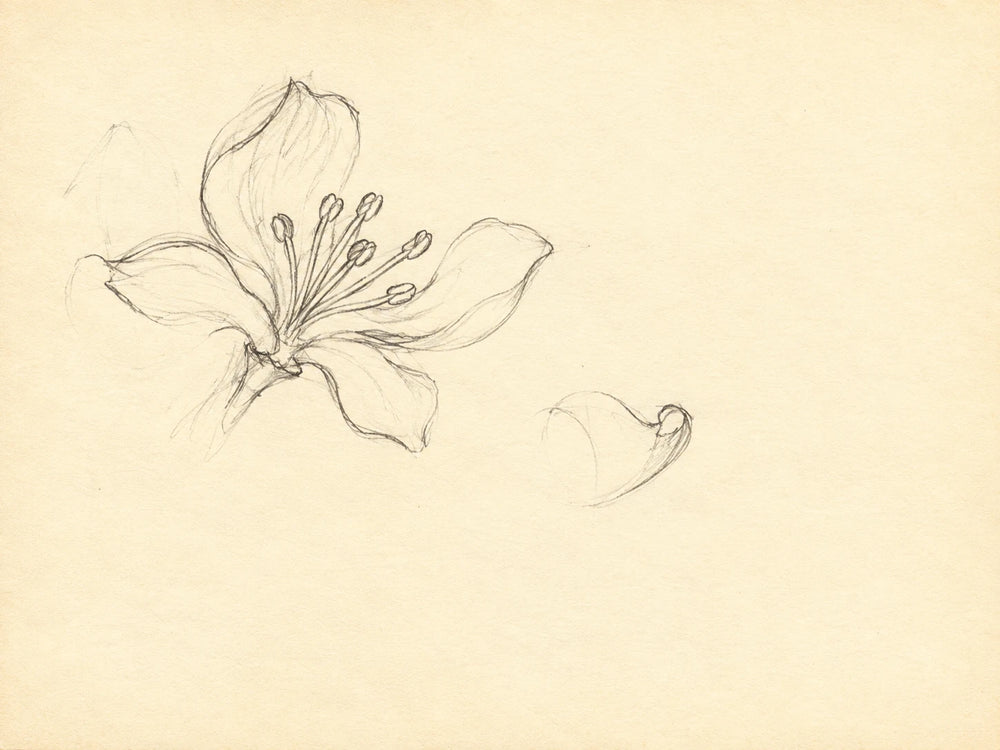 Petal cups and centre rays