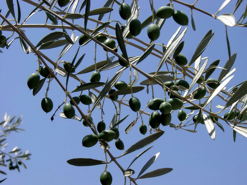 Olive Leaves Against the Sky