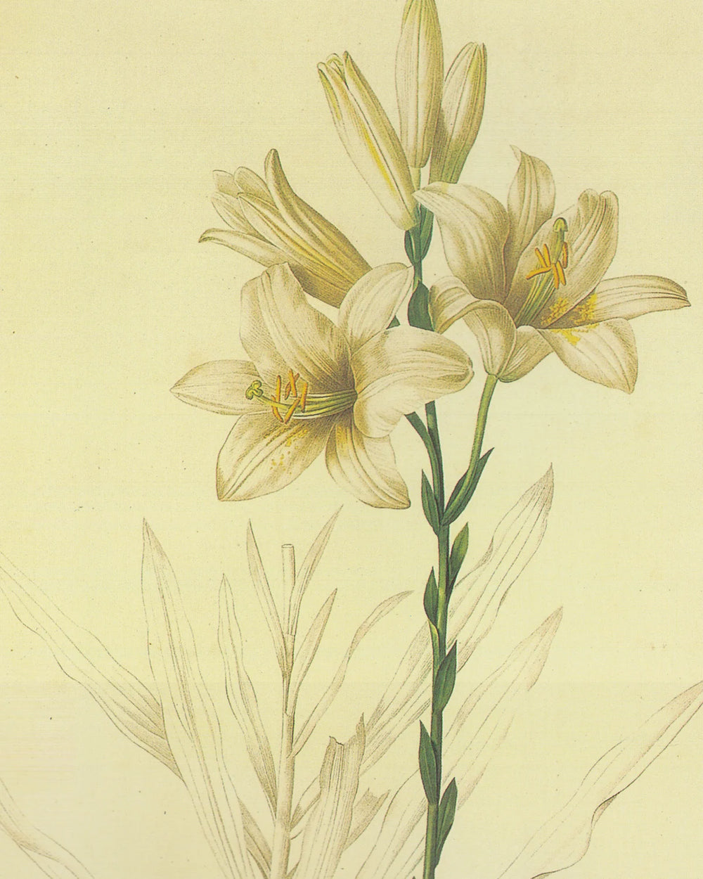 The lily on paper