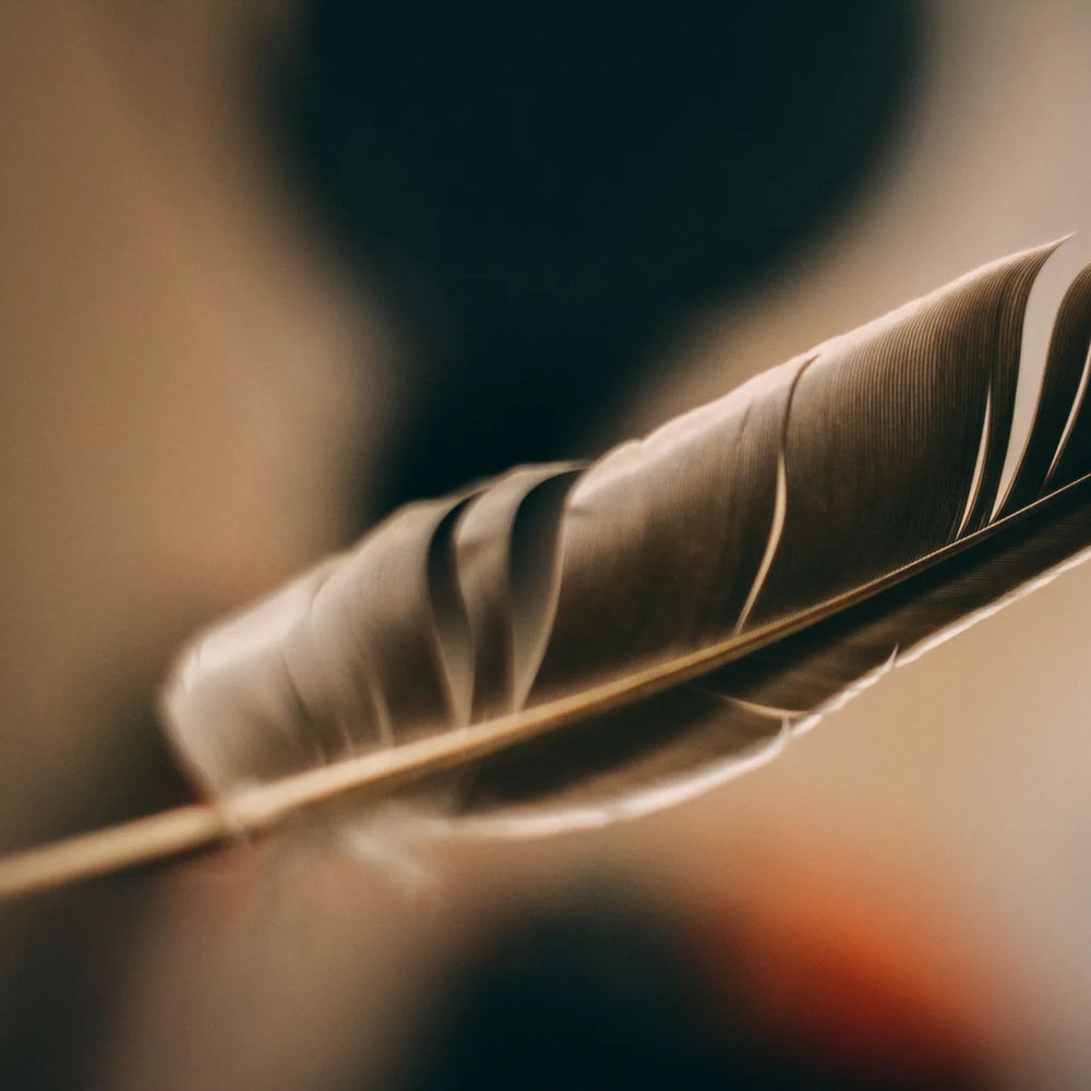 A Real Grey Bird Feather