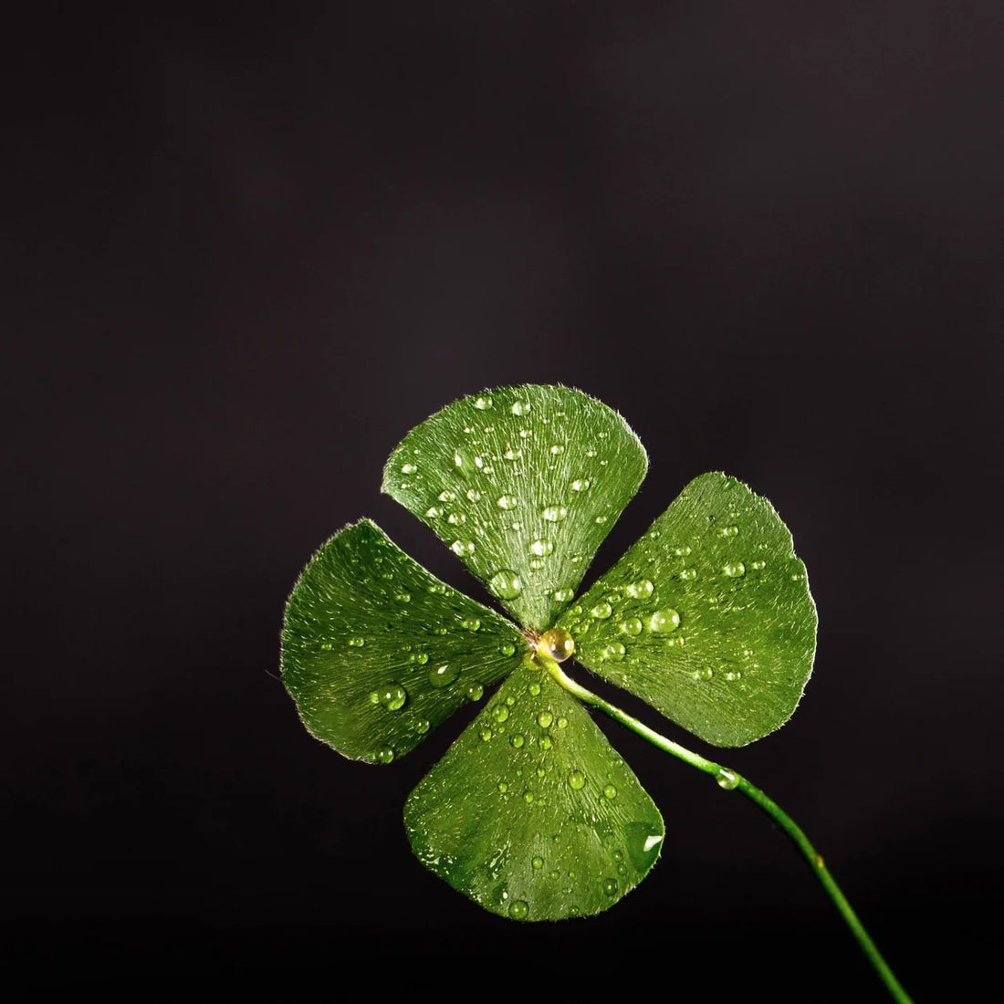 A Real Four-Leaf Clover