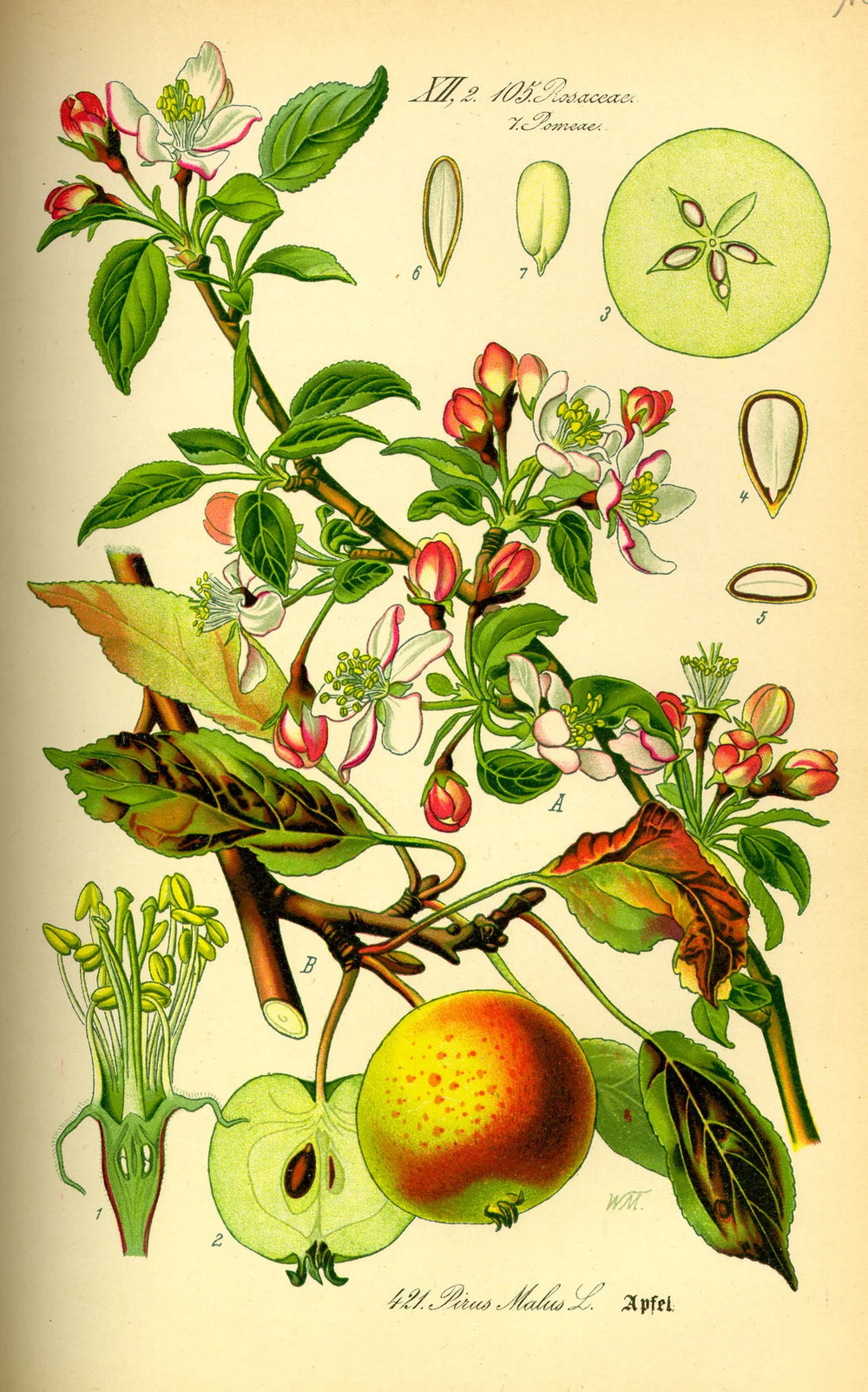 An open orchard flower