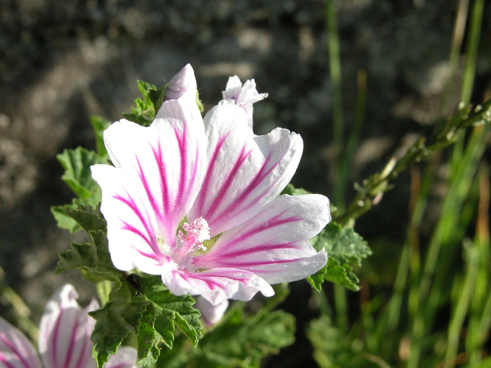 Petal rhythm in a mallow flower
