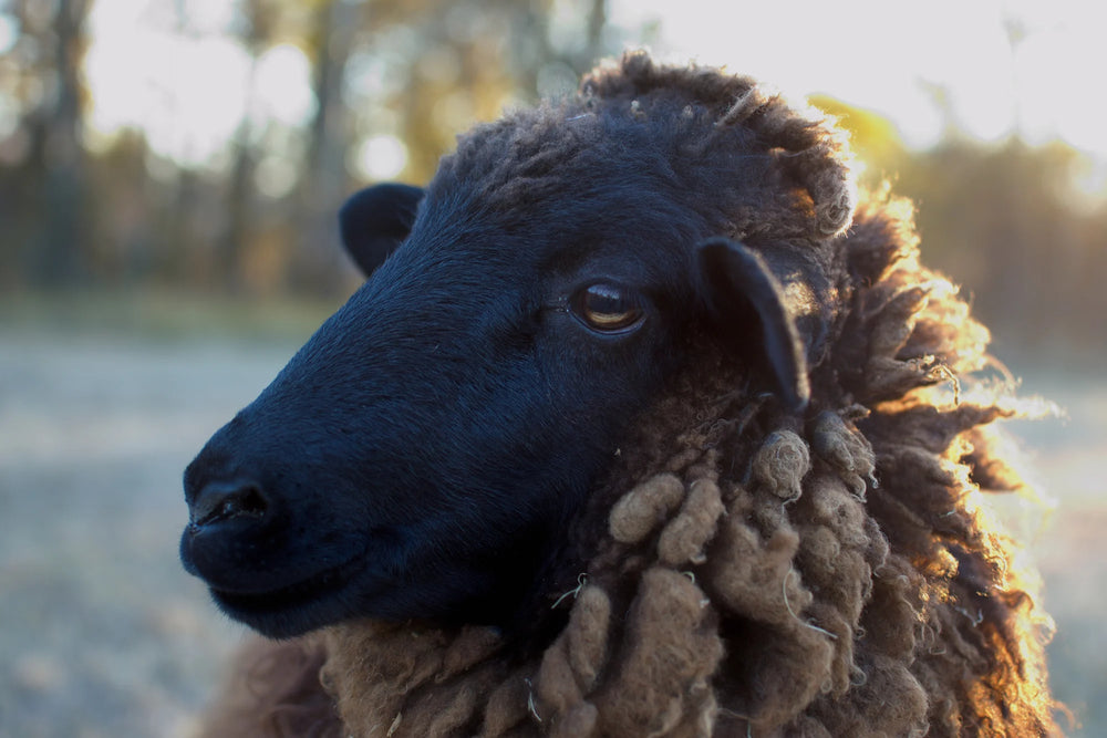 A Face Framed by Fleece