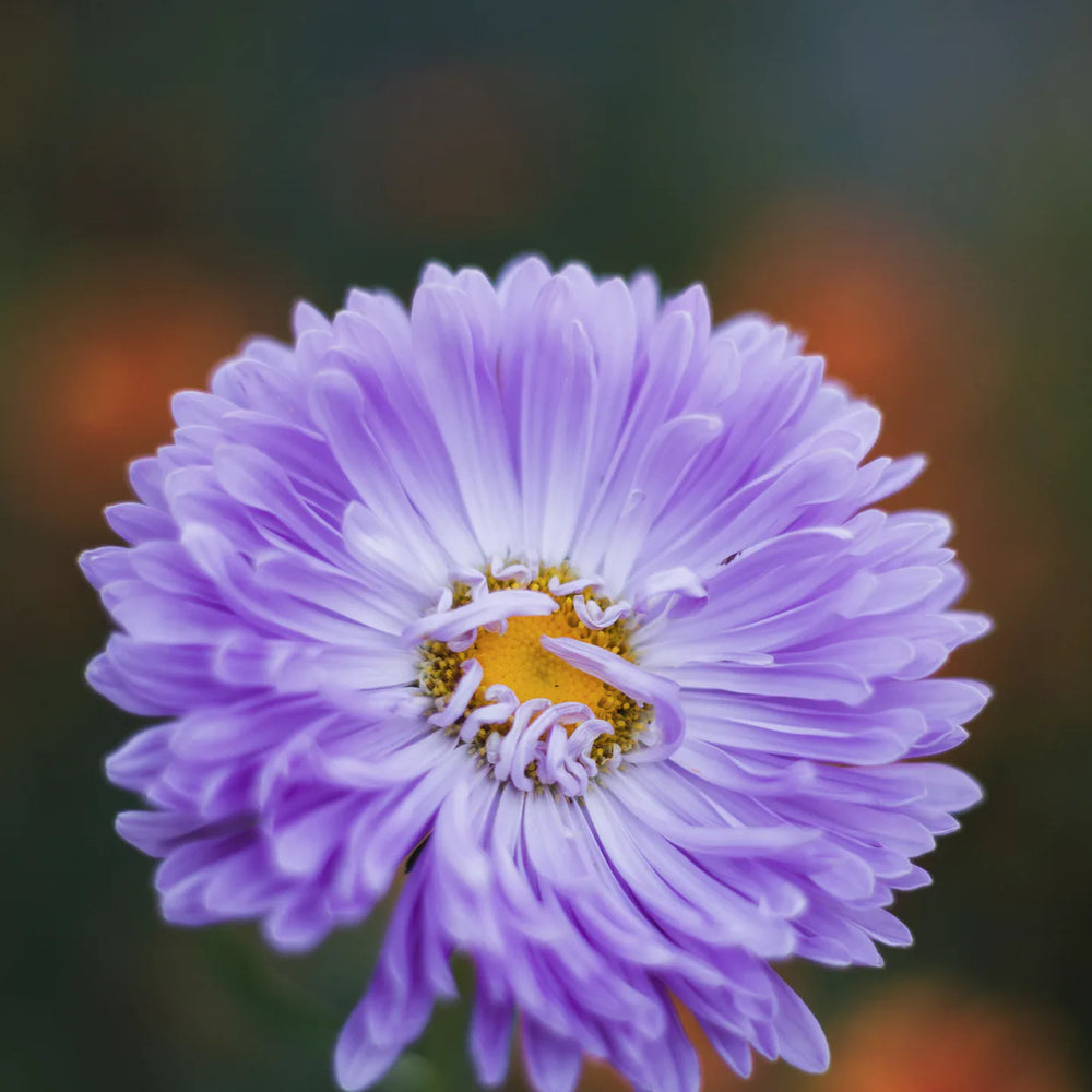 A Purple Aster in Bloom