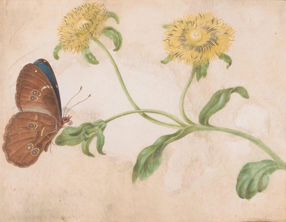 A butterfly in the garden