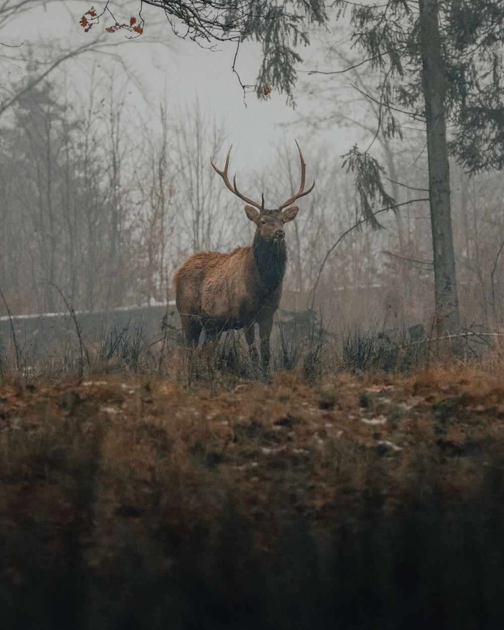 A Deer Among Trees