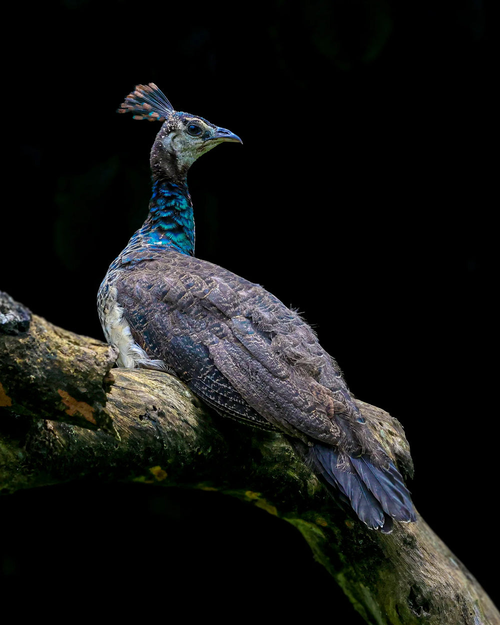 Indian peafowl in profile