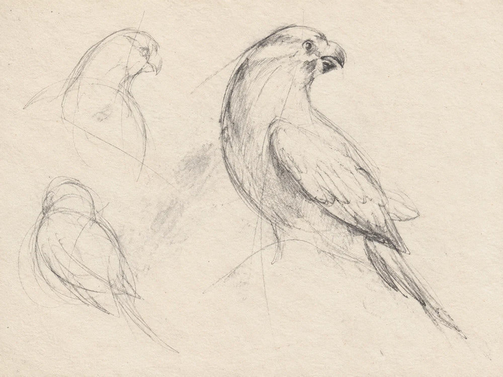 A bird in three gestures