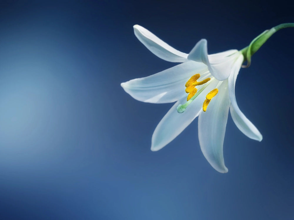 A lily in side light