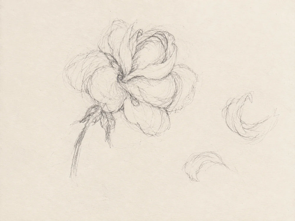 Petals in a loose circle