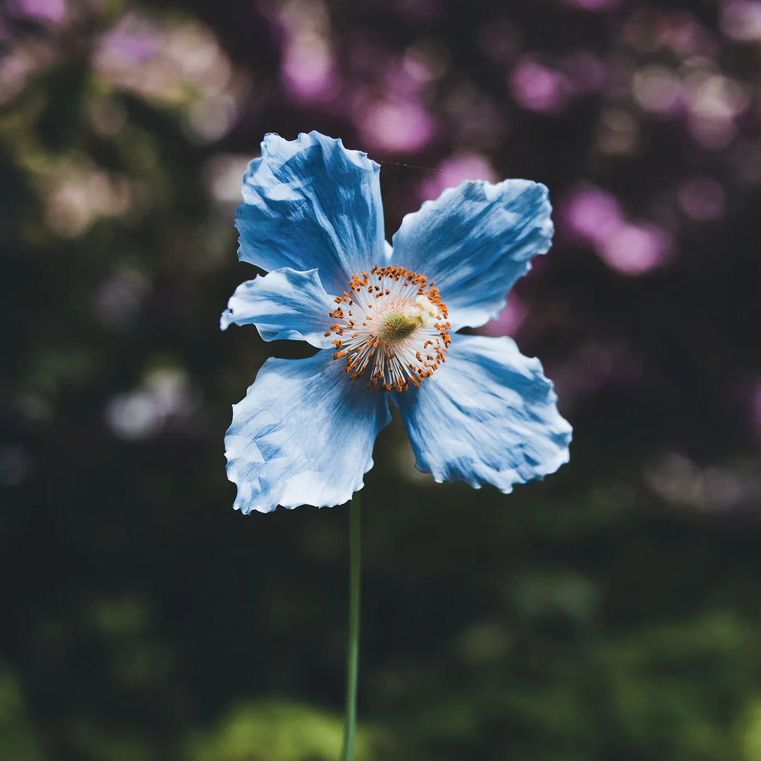A Himalayan Blue Poppy