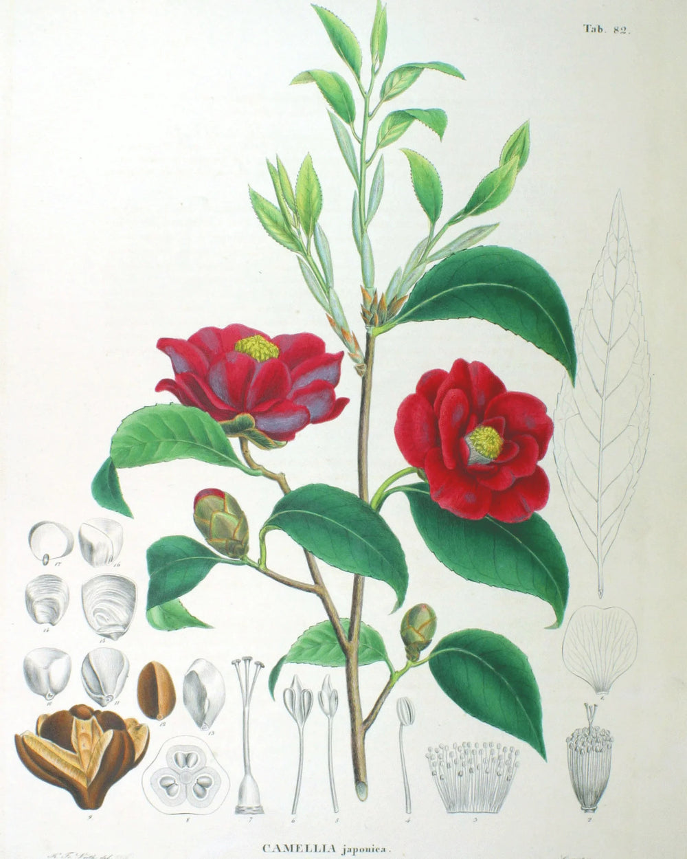 Camellia Petals in Layers