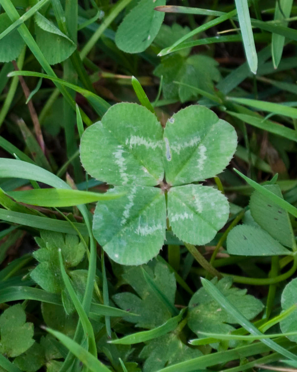A Real Four-Leaf Clover