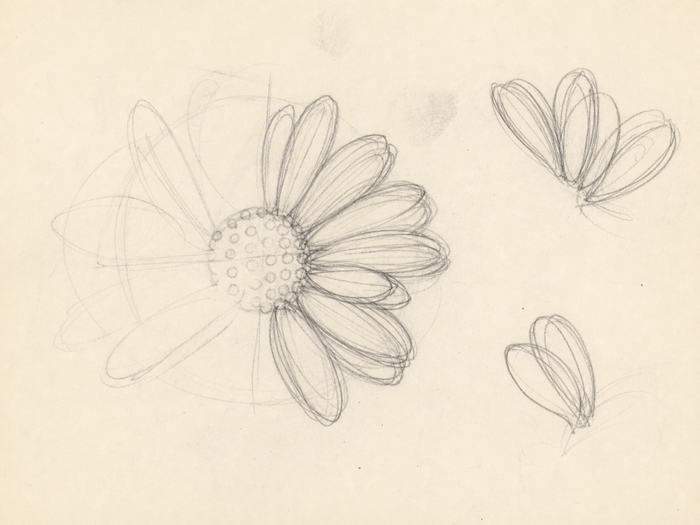 Petals in relief