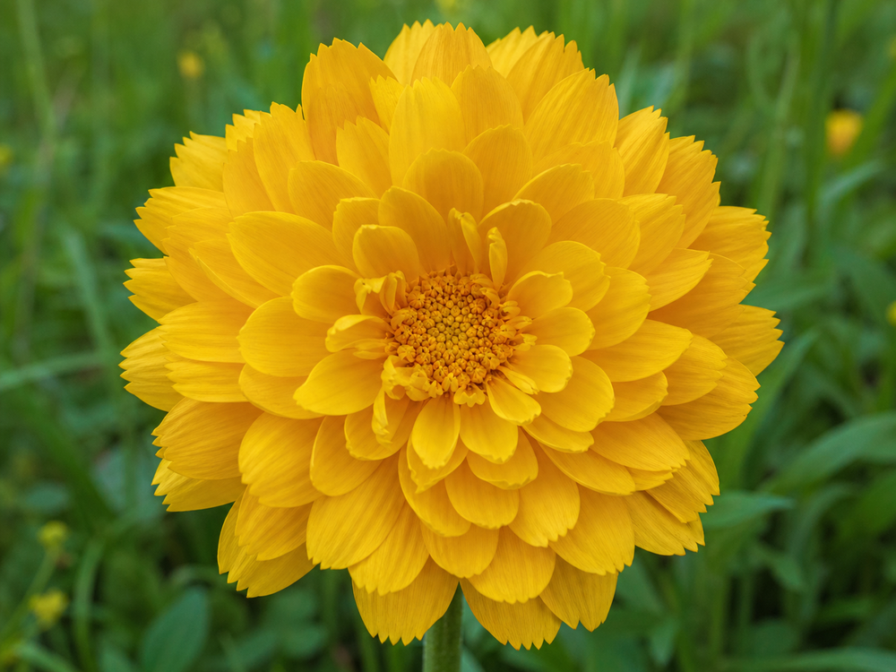 A flower facing light