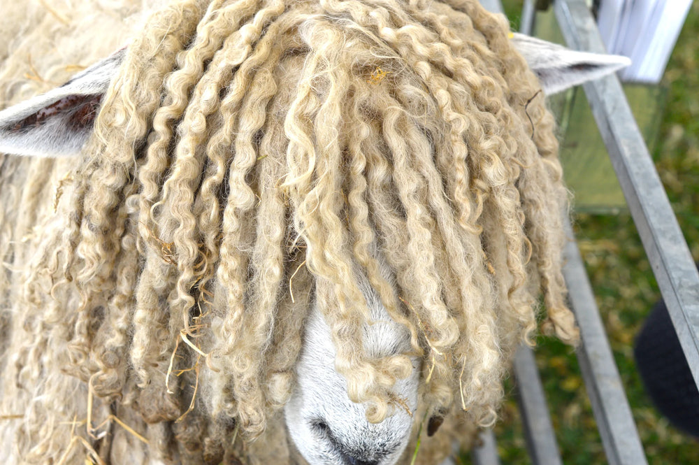 The Rhythm of Curled Fleece