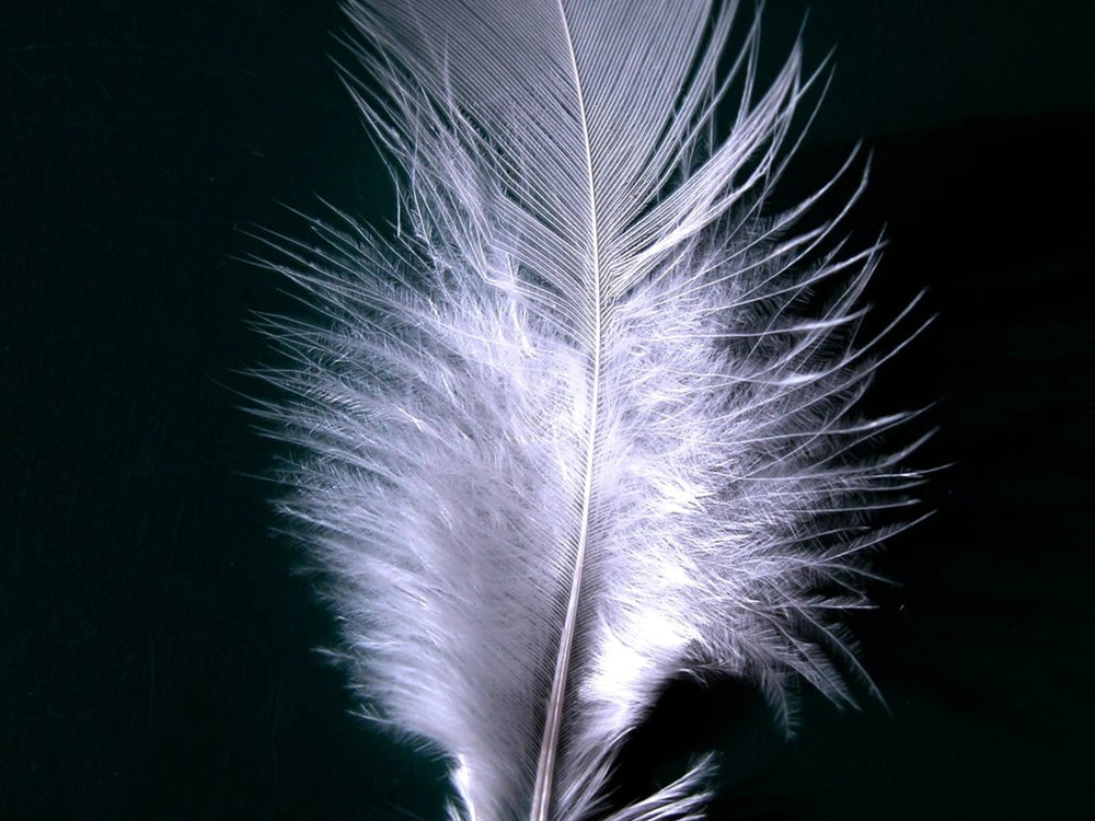 A feather's inner rhythm