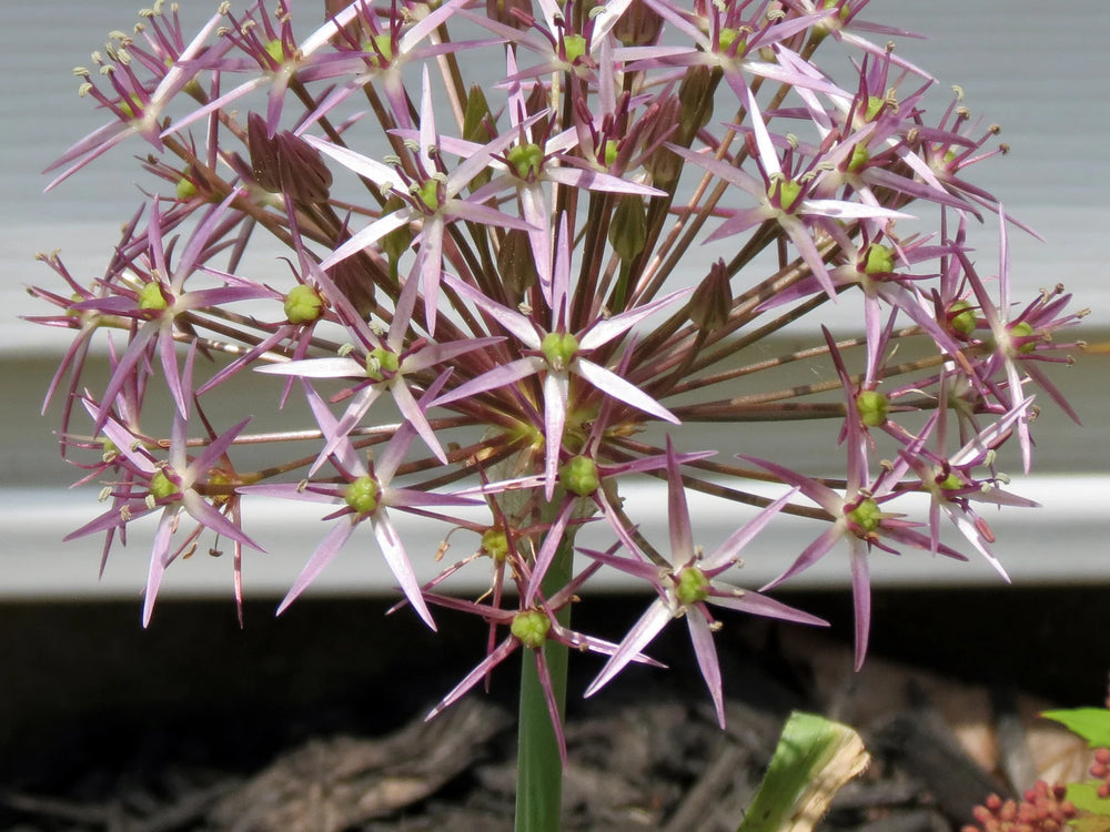 A radial Allium flower head